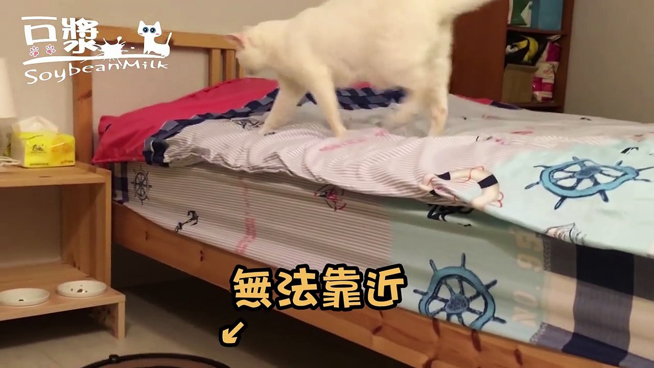 【豆漿 SoybeanMilk】掃地機器人不長眼. 竟然敢碰撞娘娘的餐盤!!