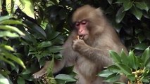 照井浩也　木の実を食べる猿　by照井浩也