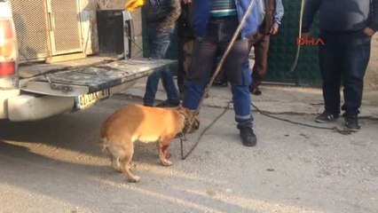 Konya Bahçede Havlayan Köpeği Bıçakladı
