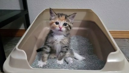 Try not to laugh!!   kitten pooping