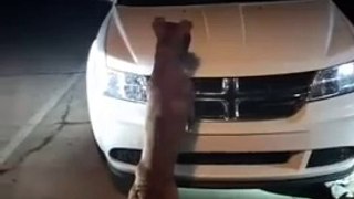 A pitbull attacks a car to catch two cats