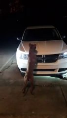 A pitbull attacks a car to catch two cats