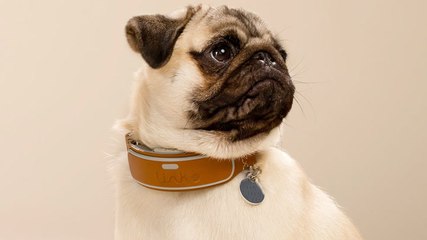 The Best Gifts For Your Pets