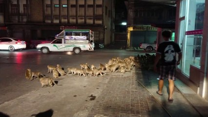 Singes vs Feu d'artifice (Thaïlande)