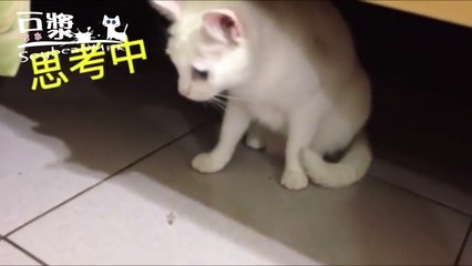 【豆漿 SoybeanMilk】誰准你買豆漿回來　有其他豆漿我一定弄倒！