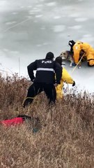 Un chien pris au piège dans la glace, sauvé par les pompiers