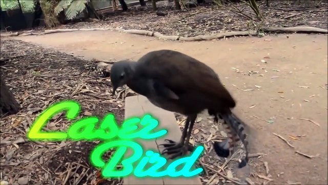 これは強い。レーザー発射音を声真似するコトドリに、本当にレーザー撃たせてみた