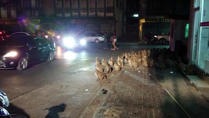 Singes vs Feu d'artifice (Thaïlande)