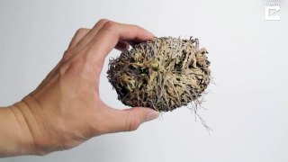 Incredible resurrection plant comes back to life after soaking up water