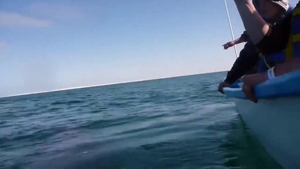 AVETE MAI VISTO UNA FOCA CAVALCARE UNA BALENA