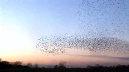 I DISEGNI DELLA NATURA