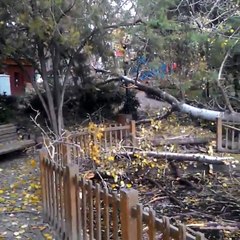 CHP'li Çankaya Belediyesi'nden ağaç katliamı