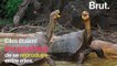 Diego, la tortue qui a repeuplé les Galapagos grâce à son activité sexuelle