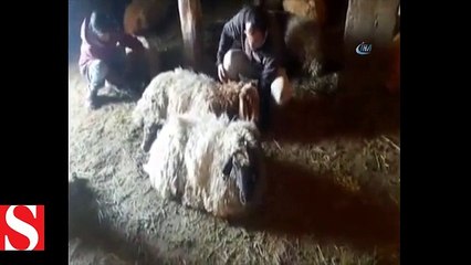 Bitlis’te 200 koyun telef oldu