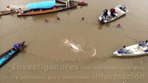 Rastrean delfines rosados en el Amazonas con satélites