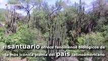 México posee el santuario de cactus más grande del mundo