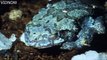 The gray treefrog is capable of surviving freezing of their internal body fluids for 6 months