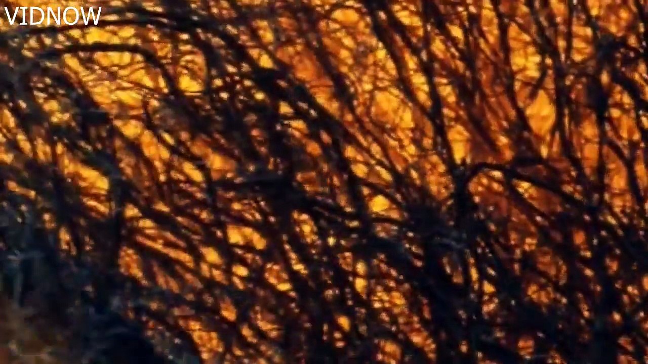 Water Holding Frogs  Freaks of Nature