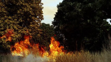Fighting forest fires