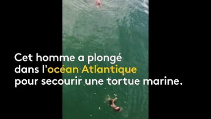 Un homme se jette à l'eau pour secourir une tortue marine