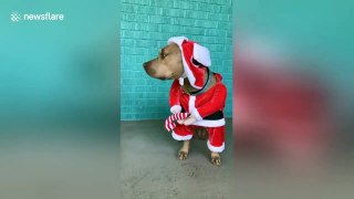 This dog does not like its Christmas outfit