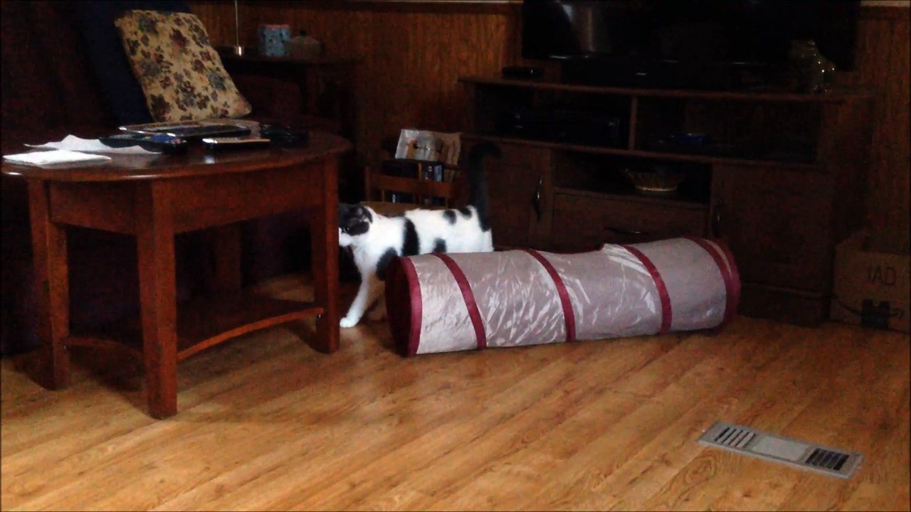 Another Cat Video Just Because