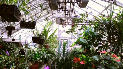The Greenhouses