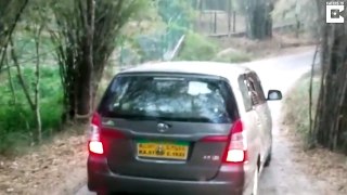 Angry Lion Attacks Safari Car In India - Must watch