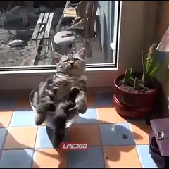 Ce chat est à la cool dans son vase... En mode pacha