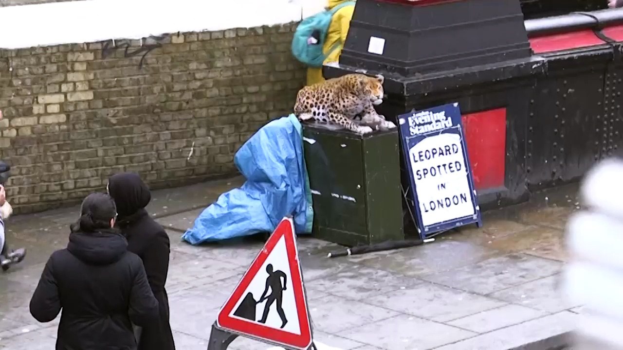 LEOPARD_PRANK!_CAMDEN_TOWN
