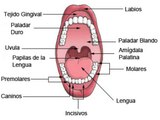 Los dientes ante un cáncer de cabeza y cuello