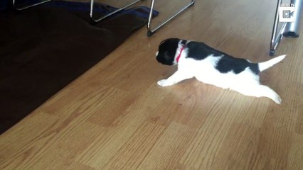 Un bébé chien qui apprend à marcher c'est craquant !