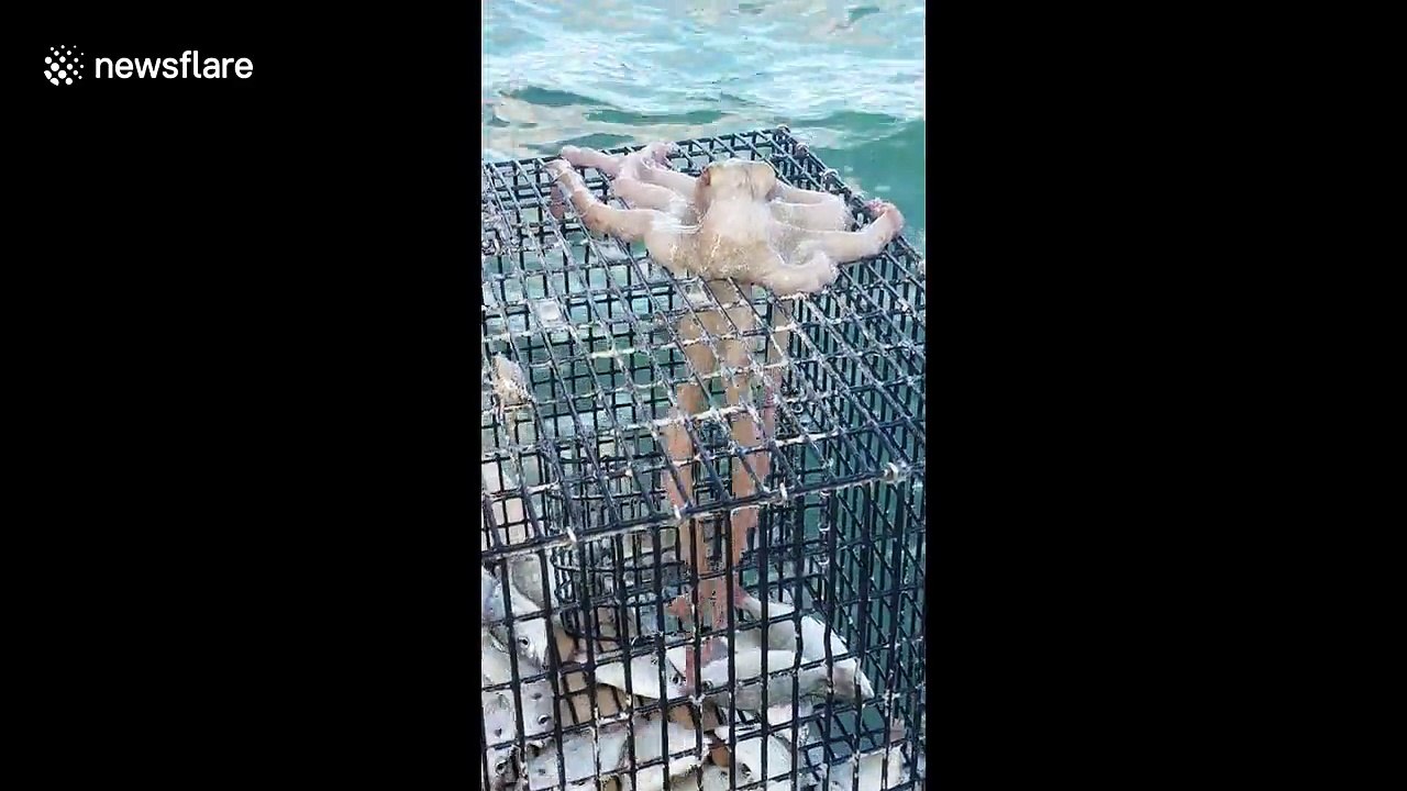 Ce calamar vole des poissons dans un casier à peine sorti de l'eau !
