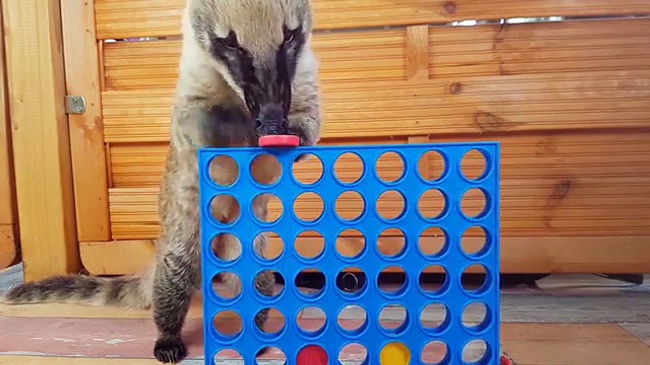 Try Not To Laugh At This Cute and Funny Pet Compilation!!