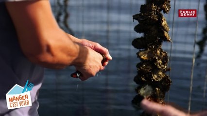 Manger c'est voter - La dégustation des huîtres du bassin de Thau - Hérault