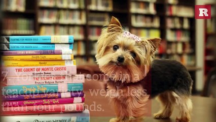 12 Fun and Furry Facts on the Yorkie | Rare Animals