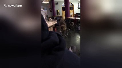 Customer performs spectacular windmill falling off bar stool