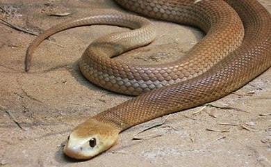 Top 5 Das Cobras Terrestres Mais Venenosas_2 e 3