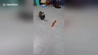 Cat chased by remote-controlled centipede