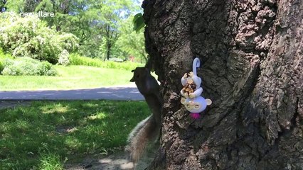 Squirrel steals must-have Fingerling toy