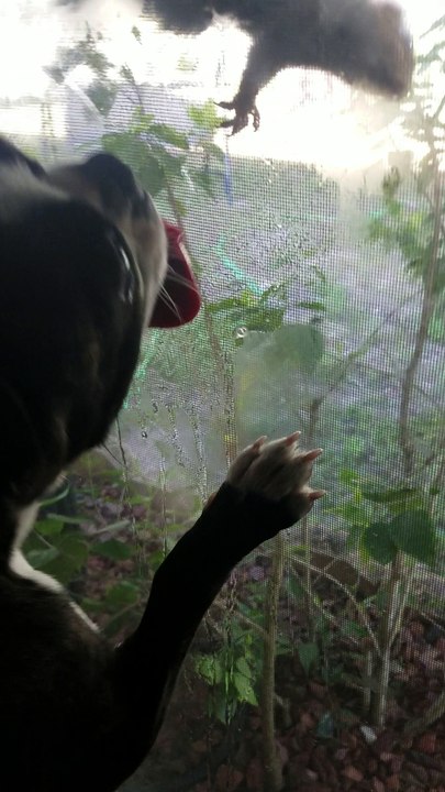 Dog Just Loves Squirrels