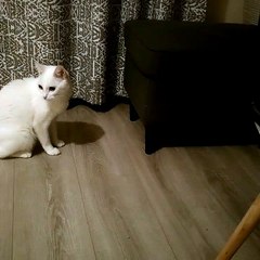 Sneak Attack Cat