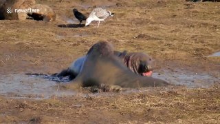 Grey seal bulls engage in mud fight in Lincolnshire