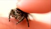Il caresse son araignée de compagnie adorable : Phidippus Adumbratus Jumping Spider