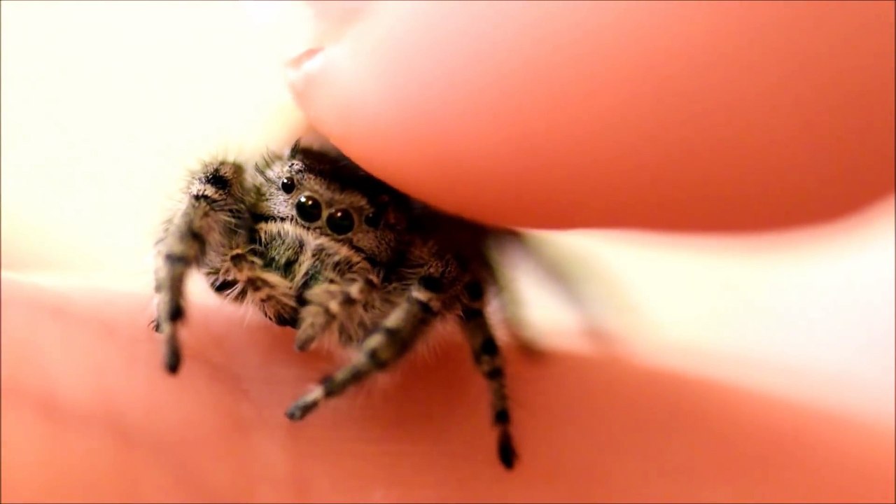 Il caresse son araignée de compagnie adorable : Phidippus Adumbratus Jumping Spider