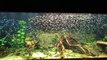 Un banc de 1000 poissons Tetra à nez rouge dans son aquarium... Magnifique