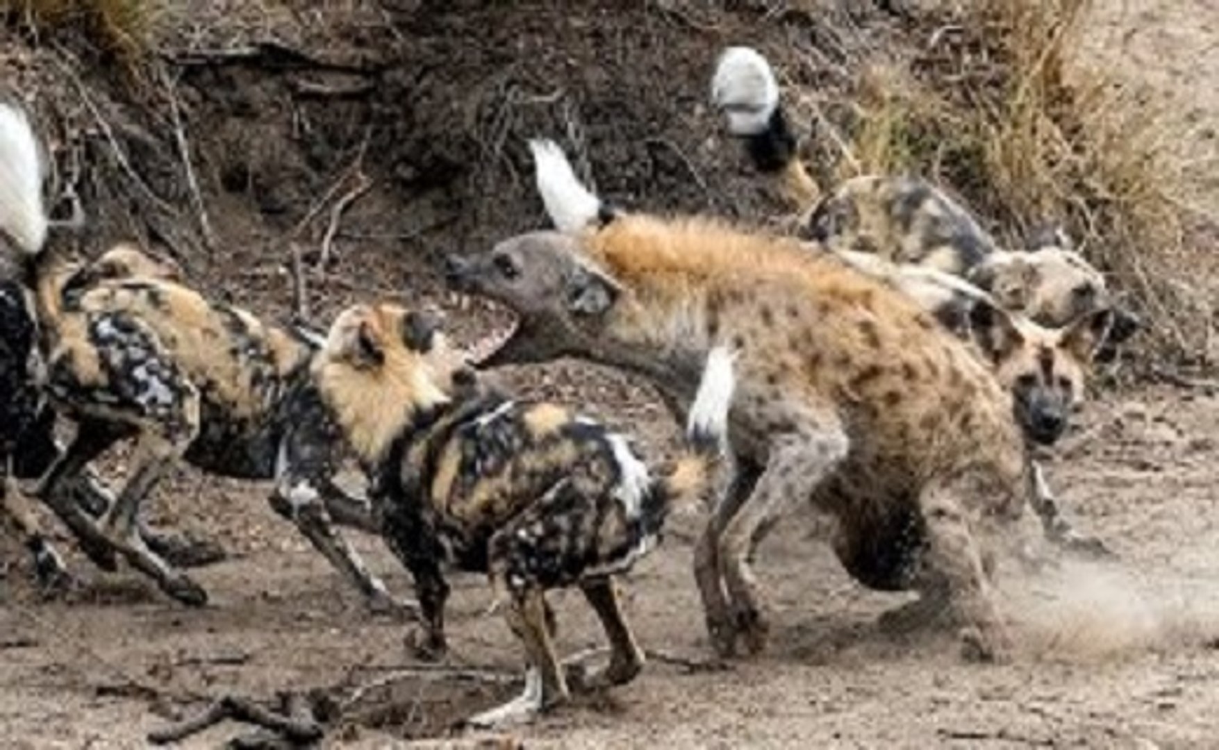 ⁣Hienas Vs Mabecos Ou Quando Elas Provam Do Mesmo Veneno