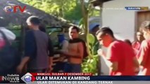 Viral, Video Penangkapan Ular Raksasa di Sulawesi Barat