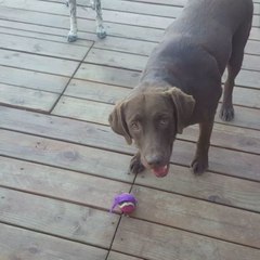 Despite Lilac Fire Evacuation Notice, Shaka Just Wants to Play Fetch