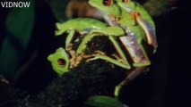 red eyed tree frog